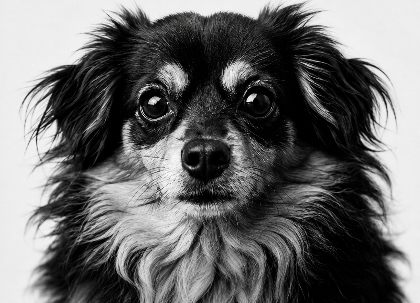 Black and white portrait of Bowie, the Already Obsessed brand mark